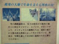 【ビデオ VHS】　神々の詩　「釧路湿原冬物語」　驚異の野生編　◎ナレーター：津川雅彦　●未開封品