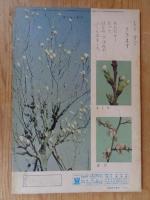 保育絵本　よいこのくに　昭和38年3月号　表紙：藤田 桜