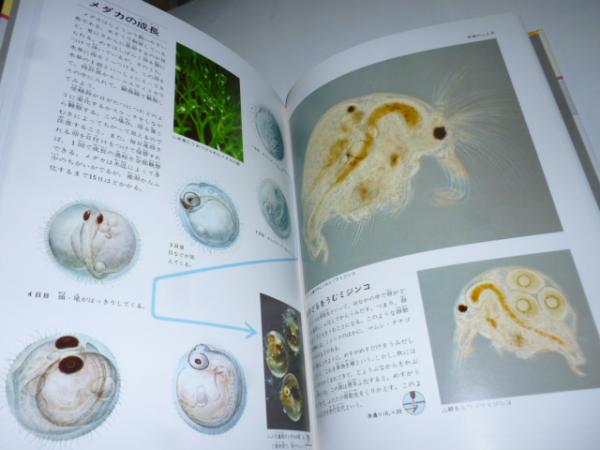 1900年代初期 イギリスの顕微鏡の世界の図鑑　微生物の図鑑　アンティーク 希少 原色ワイド図鑑 顕微鏡の世界 / 古本、中古本、古書籍の通販は「日本の