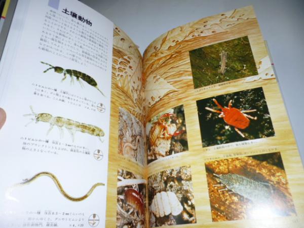 1900年代初期 イギリスの顕微鏡の世界の図鑑　微生物の図鑑　アンティーク 希少 原色ワイド図鑑 顕微鏡の世界 / 古本、中古本、古書籍の通販は「日本の