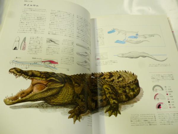 い55-053 動物 原色学習ワイド図鑑 Picture Encyclopedi a 3 - 図鑑