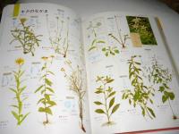 原色ワイド図鑑　野草