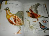 原色ワイド図鑑　鳥