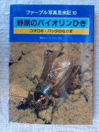 野原のバイオリンひき : コオロギ・バッタのなかま