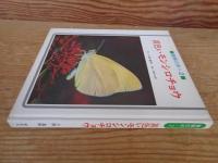 黄色いモンシロチョウ