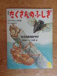 月刊 たくさんのふしぎ　セミのおきみやげ　●「かがくのとも」小学生版：1987年8月号(通巻29号)