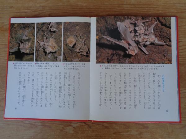 科学のアルバム (85) コウモリ ※謹呈署名入り(増田 戻樹【著 科学のアルバム (85) コウモリ ※謹呈署名入り(増田 戻樹【著