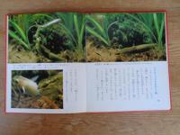 科学のアルバム (93) メダカのくらし　※謹呈署名入り