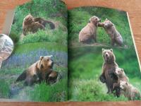 クマよ