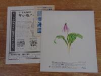 かがくのとも 1977年3月(通巻96号)　かたくり