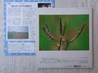 みずたまレンズ