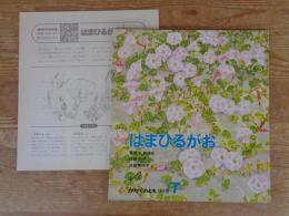 はまひるがお
