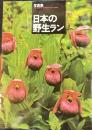 写真集　日本の野生ラン