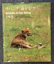 サバンナ命かがやく: Animals of East Africa 写真集
