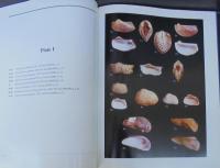 Bivalved seashells of the Red Sea