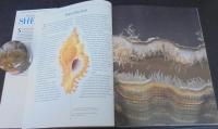 The encyclopedia of Shells