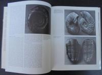 Fossils : the key to the past