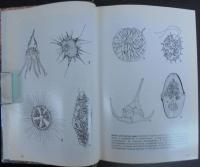 Encyclopedia of marine invertebrates /edited by Jerry G. Walls