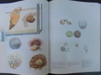 Sea shells of Southern Africa