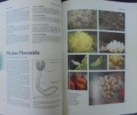 Marine life : an illustrated encyclopedia of invertebrates in the sea