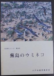 蕪島のウミネコ