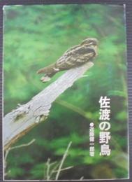 佐渡の野鳥