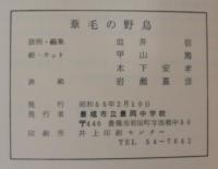葦毛の野鳥