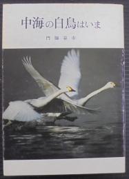 中海の白鳥はいま