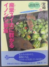 廃棄スイカに群がるイノシシ家族