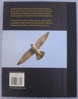 Peregrine Falcon