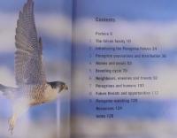 Peregrine Falcon