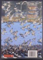 Shorebirds of Ireland 