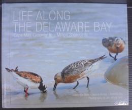 Life Along the Delaware Bay: Cape May, Gateway to a Million Shorebirds