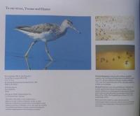 Birds of Britain and Europe