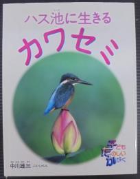 ハス池に生きるカワセミ