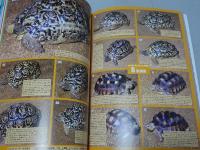 カメの本　カメカメフェスタ 1st　1996