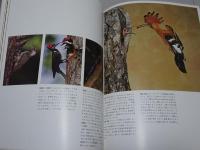 オーデュボンソサイエティブック　野生の鳥