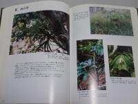 幡豆の植物