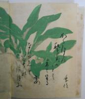 歌集 萬年青　短歌叢書第二十五篇
