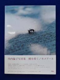 種を蒔く　セメアール　川内倫子　写真集　サイン入 種を蒔く Semear | 川内倫子 写真・構成 | フォイル | ¥3,300 - 日本の