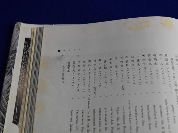 シャボテン　古書 シャボテン(龍膽寺雄) / 古本、中古本、古書籍の通販は「日本の
