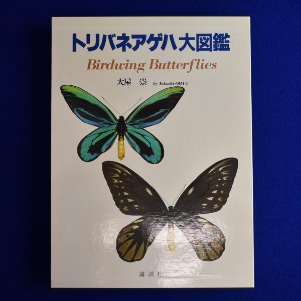 トリバネアゲハ大図鑑 チトヌストリバネアゲハ♂ 訳あり 098-00938