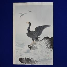 鵜
