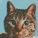 ねこのきもち　第193号 2021年6月