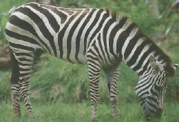 OSAKA TENNOJI ZOO GUIDE BOOK