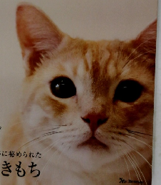 ねこのきもち 2020年6月号　