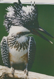 Anima 5　1990年 No.212 