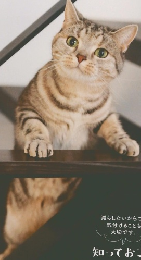 ねこのきもち　2024年9月　Vol232