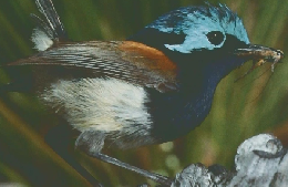 南朝日百科動物たちの地球32　2/2号