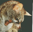 朝日百科　6/7号　動物たちの地球50